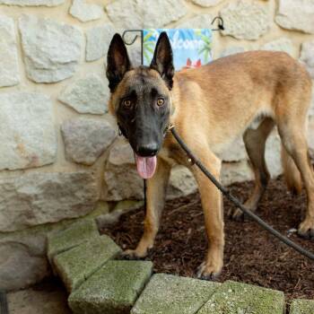 Lars -  Belgian Shepherd Malinois Dog for Adoption in Chester Springs, Pennsylvania - Lars | PetCurious