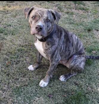 Rescue Pit Bull Terrier Dogs for Adoption in Philadelphia, Pennsylvania - Reese | PetCurious