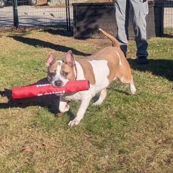 Rescue American Staffordshire Terrier Dogs for Adoption in Lincoln, Rhode Island - Sunny | PetCurious