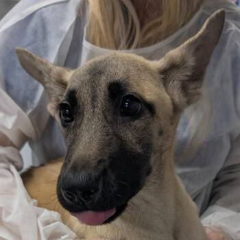 Belgian Shepherd Malinois and Mixed Breed Dogs Available for Adoption in Greenville, South Carolina - Wisp | PetCurious