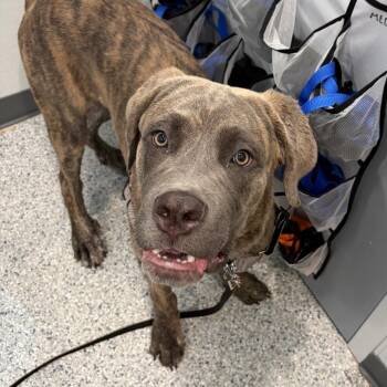 Chance -  Mastiff and Labrador Retriever Dog for Adoption in Scituate, Massachusetts - Chance | PetCurious