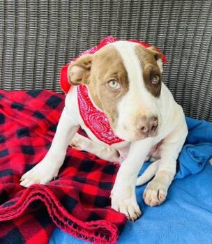 Mixed Breed Dogs Available for Adoption in Seneca, South Carolina - Lenny $125 | PetCurious