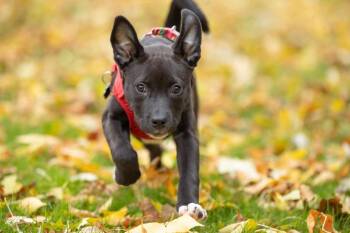 Mixed Breed Dogs Available for Adoption in Savage, Minnesota - Mariah Carey | PetCurious