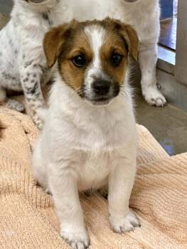 Rescue Jack Russell Terrier and Australian Cattle Dog Blue Heeler Dogs for Adoption in Phoenix, Arizona - Fletcher | PetCurious