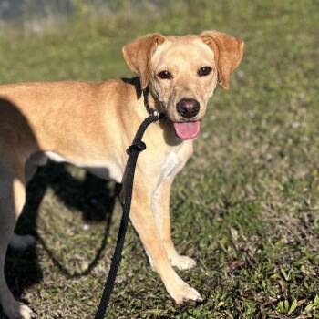Mixed Breed Dogs Available for Adoption - Kai 6015 | PetCurious