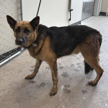 Mr Peanut Butter -  Mixed Breed Dog for Adoption in Las Cruces, New Mexico - Mr Peanut Butter | PetCurious