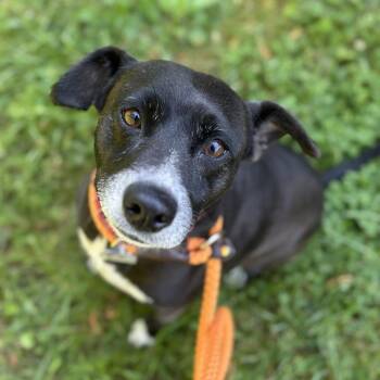 Mixed Breed Dogs Available for Adoption in Chattanooga, Tennessee - Jazz | PetCurious
