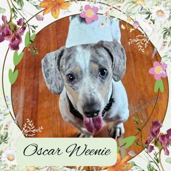 Dachshund Dogs Available for Adoption in San Antonio, Texas - Oscar Weenie | PetCurious