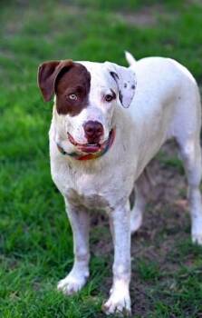Rescue Hound Dogs for Adoption in Falmouth, Maine - REX - Loving And Loyal | PetCurious