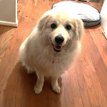 Rescue Great Pyrenees Dogs for Adoption in South Riding, Virginia - Kya | PetCurious
