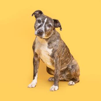 Mixed Breed Dogs Available for Adoption in Franklin, Tennessee - Miss Peggy | PetCurious