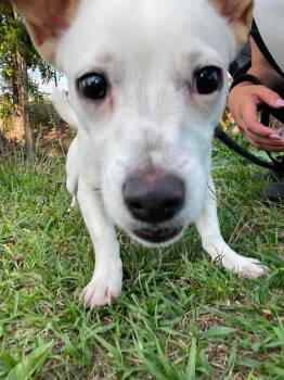 Mesmerize(Mezzy) -  Mixed Breed Dog for Adoption in Myrtle Beach, South Carolina - Mesmerize(Mezzy) | PetCurious