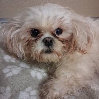 Shih Tzu Dogs Available for Adoption in Mineral Point, Wisconsin - Diamond | PetCurious