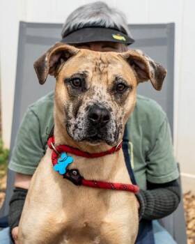Mixed Breed Dogs Available for Adoption in Chamblee, Georgia - Little Red | PetCurious
