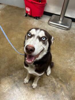 David -  Husky Dog for Adoption in Lockhart, Texas - David | PetCurious