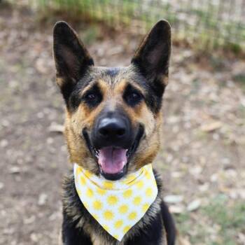 German Shepherd Dog Dogs Available for Adoption in San Antonio, Texas - GLORIA | PetCurious