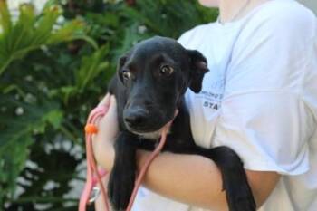 Camden -  Hound and Mixed Breed Dog for Adoption in Brunswick, Georgia - Camden | PetCurious