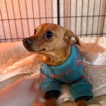 Miniature Pinscher and Miniature Dachshund Dogs Available for Adoption in Sunderland, Ontario - Michael | PetCurious