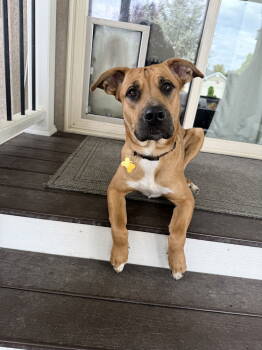 Rescue Boxer Dogs for Adoption in Salt Lake City, Utah - Nova Scotia | PetCurious