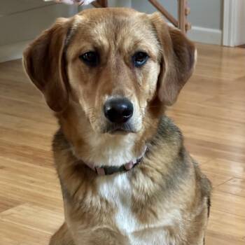 Retriever Dogs Available for Adoption in Shakopee, Minnesota - Sandy | PetCurious