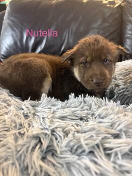 Nutella -  German Shepherd Dog and Husky Dog for Adoption - Nutella | PetCurious