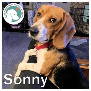 Beagle Dogs Available for Adoption - Sonny | PetCurious