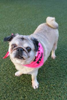 Minnow -  Pug Dog for Adoption in Gardena, California - Minnow | PetCurious