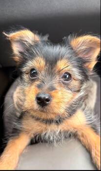Maverick -  Yorkshire Terrier Dog for Adoption in Lakewood Village, Texas - Maverick | PetCurious