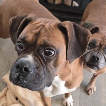 GATSBY - Foster Needed -  Boxer Dog for Adoption in Middlesex, New Jersey - GATSBY - Foster Needed | PetCurious
