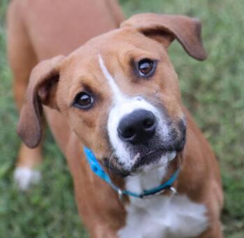 Quinten (AO37618) -  Hound and Doberman Pinscher Dog for Adoption in Kansas City, Kansas - Quinten (AO37618) | PetCurious