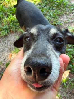 Charlie -  Dachshund and Beagle Dog for Adoption in Jacksonville, Florida - Charlie | PetCurious