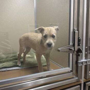 Terrier Dogs Available for Adoption in Tempe, Arizona - Chakra | PetCurious
