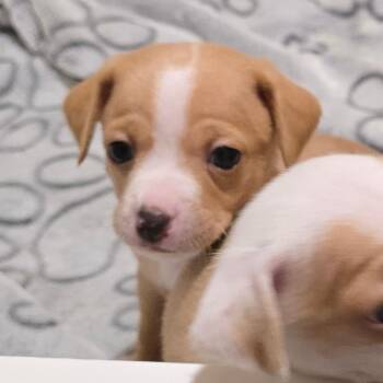 Chihuahua and Mixed Breed Dogs Available for Adoption in Boerne, Texas - Liam | PetCurious