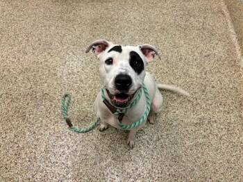 RIVER -  Pit Bull Terrier and Mixed Breed Dog for Adoption in Colorado Springs, Colorado - RIVER | PetCurious