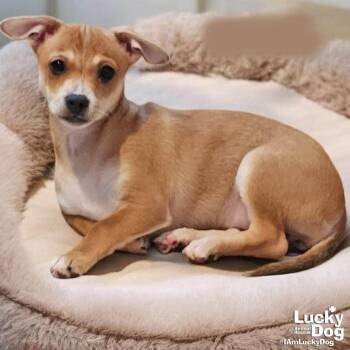 Chihuahua Dogs Available for Adoption - Senorita Ali | PetCurious