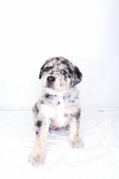 Leroy -  Labrador Retriever Dog for Adoption in Bixby, Oklahoma - Leroy | PetCurious