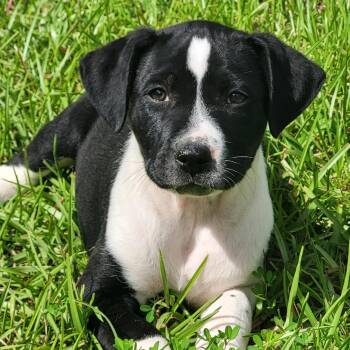 Mixed Breed Dogs Available for Adoption in Marion, Mississippi - Larry | PetCurious