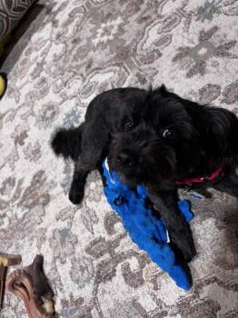 Truffle -  Maltese and Poodle Dog for Adoption in Plymouth, Michigan - Truffle | PetCurious