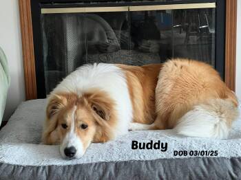 Great Pyrenees and Border Collie Dogs Available for Adoption - Buddy | PetCurious