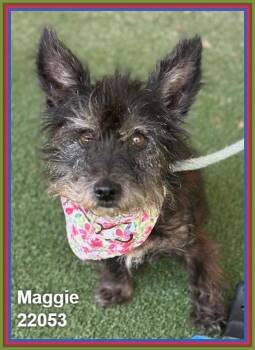 Maggie(317) -  Terrier Dog for Adoption in Marietta, Georgia - Maggie(317) | PetCurious