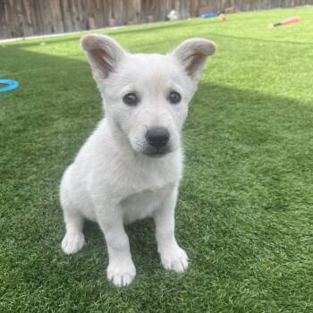 Frazier -  Shepherd and Terrier Dog for Adoption in Cashmere, Washington - Frazier | PetCurious