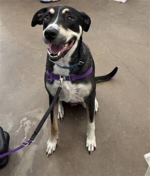 KODA -  Mixed Breed Dog for Adoption in Dallas, Texas - KODA | PetCurious