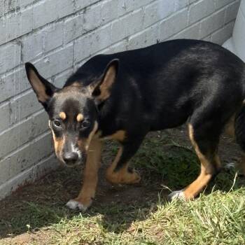 Mixed Breed Dogs Available for Adoption - Paula | PetCurious