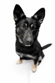 German Shepherd Dog and Mixed Breed Dogs Available for Adoption in Simcoe, Ontario - Jeannie | PetCurious