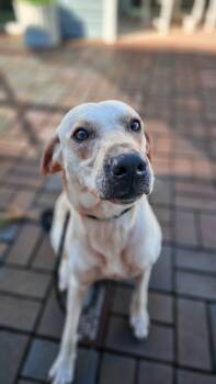 Rescue Labrador Retriever Dogs for Adoption in New Bern, North Carolina - Faye | PetCurious