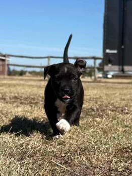 Rescue Pit Bull Terrier Dogs for Adoption in Wichita Falls, Texas - Darla | PetCurious