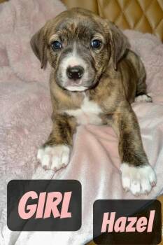 Pit Bull Terrier Dogs Available for Adoption - H Litter Hazel  | PetCurious