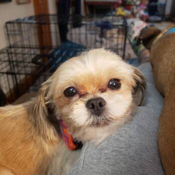 Pekingese and Poodle Dogs Available for Adoption in Saratoga Springs, New York - Henry (pending) | PetCurious
