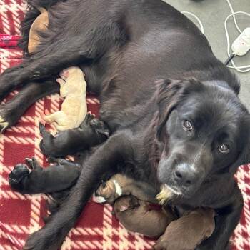 Labrador Retriever and Mixed Breed Dogs Available for Adoption in Normal, Illinois - Krison | PetCurious