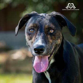 Barbaro -  Australian Shepherd Dog for Adoption in Houston, Texas - Barbaro | PetCurious